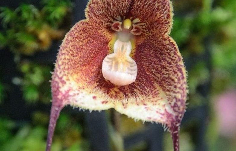 orquídea drácula astuta