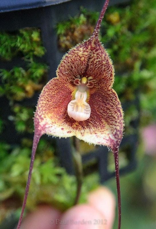 orquídea drácula astuta