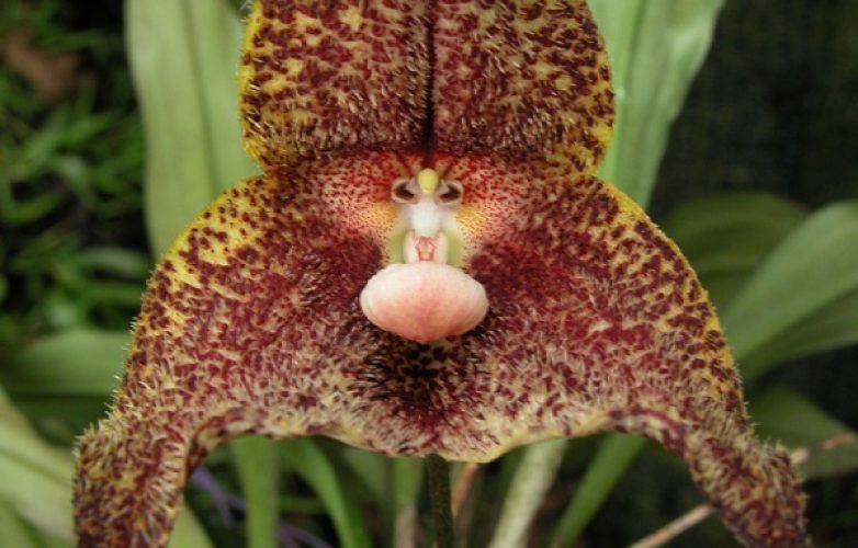 orquídea drácula chiroptera
