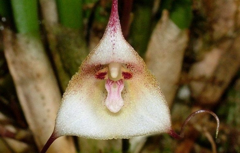 orquídea drácula félix