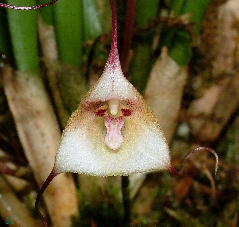 orquídea drácula félix