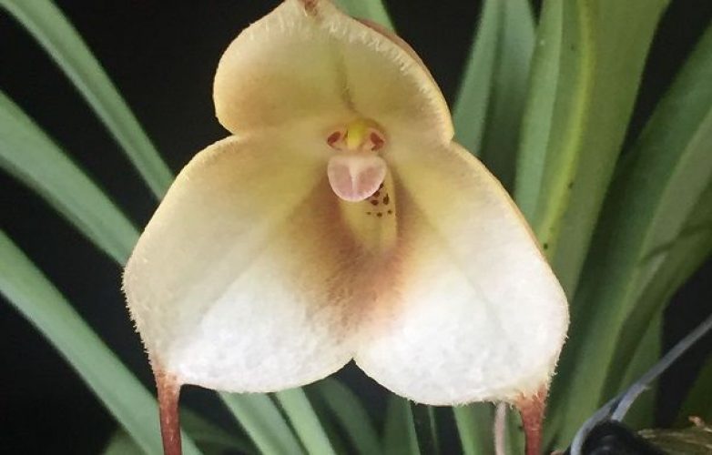 orquídea drácula lotax