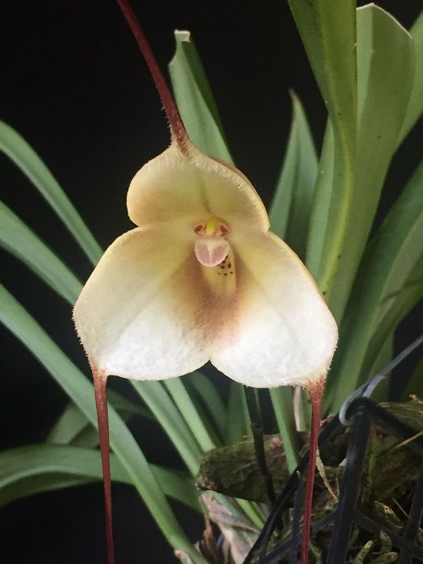orquídea drácula lotax
