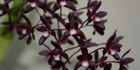 Orquídea Negra