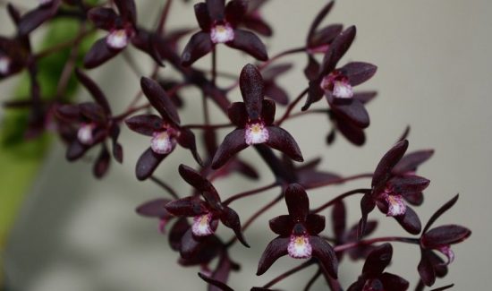 Orquídea Negra