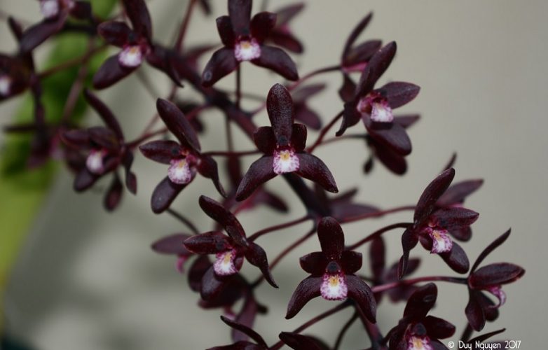 orquídea negra, Cymbidium canaliculatum Var Sparkesii