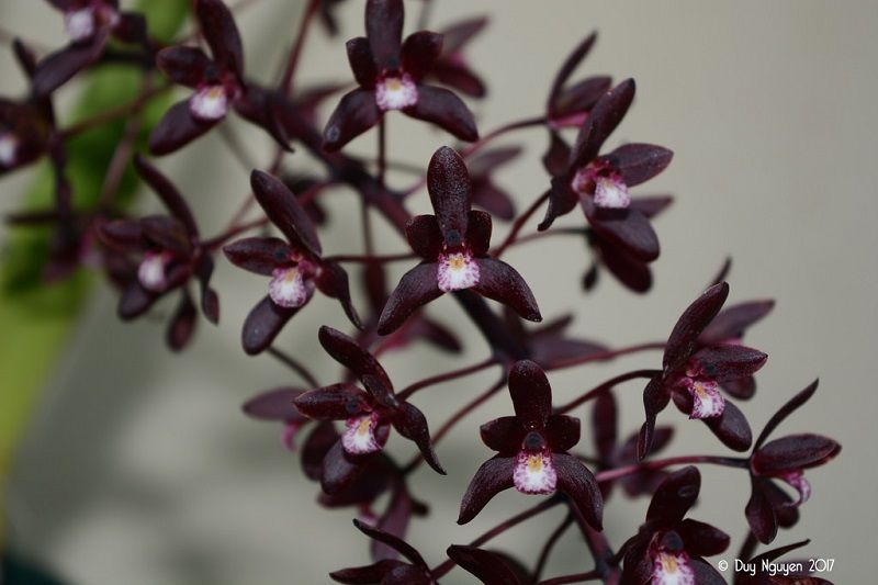 orquídea negra, Cymbidium canaliculatum Var Sparkesii