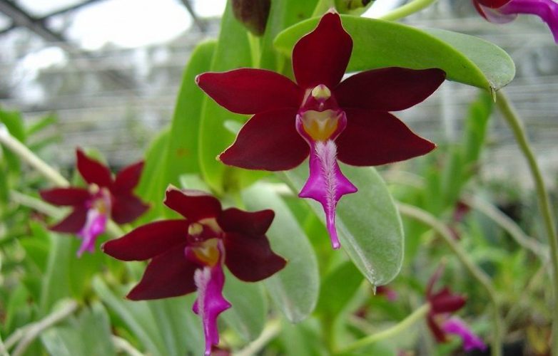 orquídea negra, Trichoglottis atropurpurea