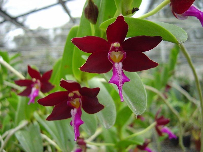 orquídea negra, Trichoglottis atropurpurea