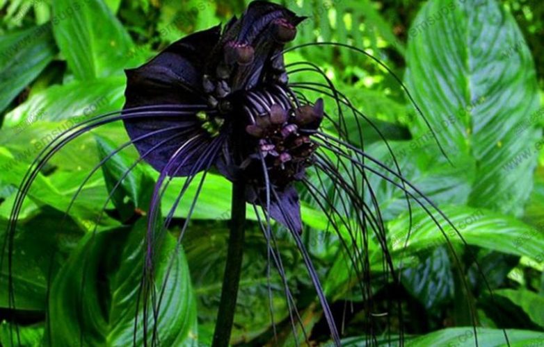orquídea negra, black orchid