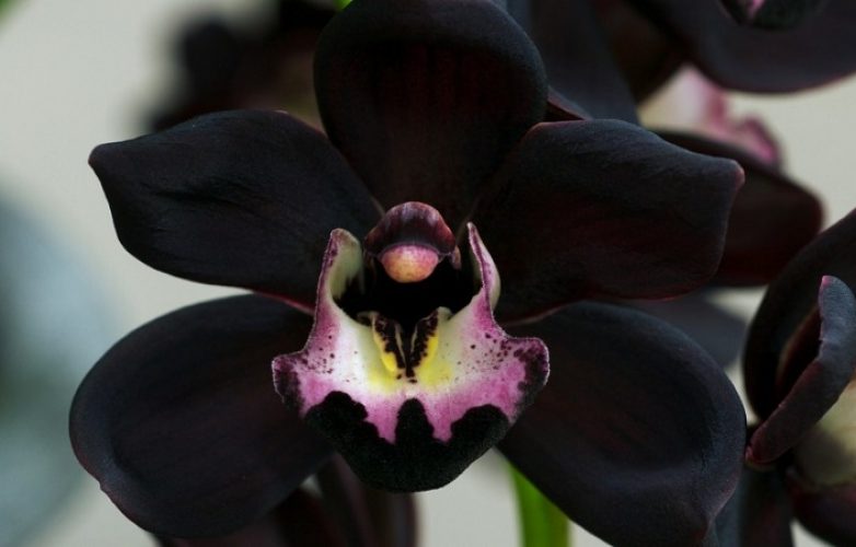orquídea negra, fotos