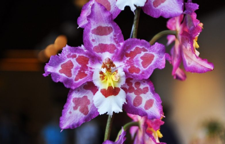 orquídea odontoglossum