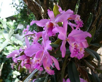 Orquídeas Colombianas