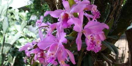 Orquídeas Colombianas