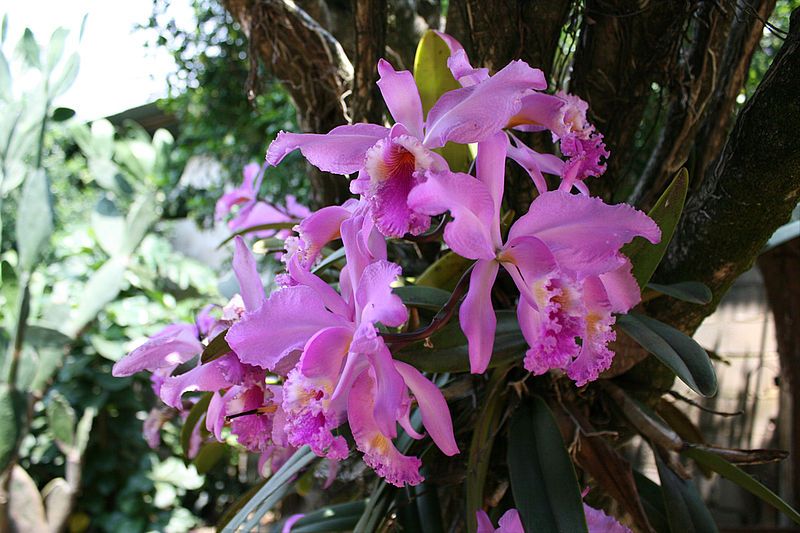 orquídeas colombianas