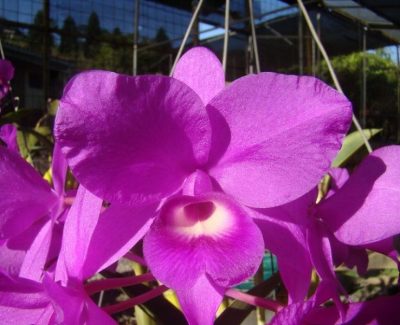 Orquídeas de Costa Rica