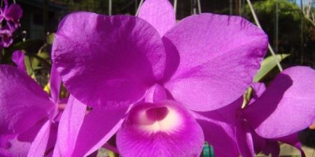 Orquídeas de Costa Rica