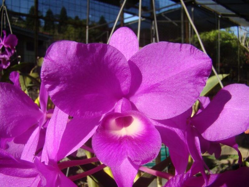 orquídeas de costa rica, guaria morada