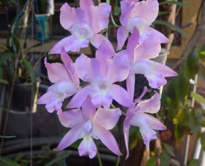 Orquídeas Mexicanas