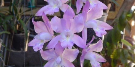 Orquídeas Mexicanas