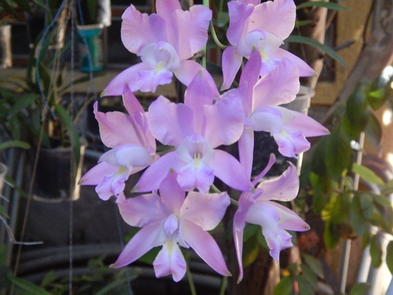 orquídeas mexicanas