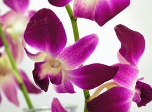 orquídeas moradas, dendrobium