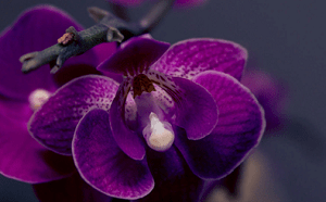 orquídeas moradas, phalaenopsis