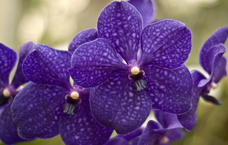 orquídeas moradas vanda en la naturaleza