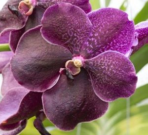 orquídeas moradas, vanda