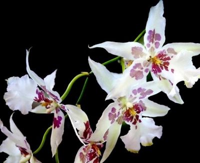 Odontoglossum