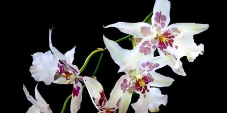 Odontoglossum