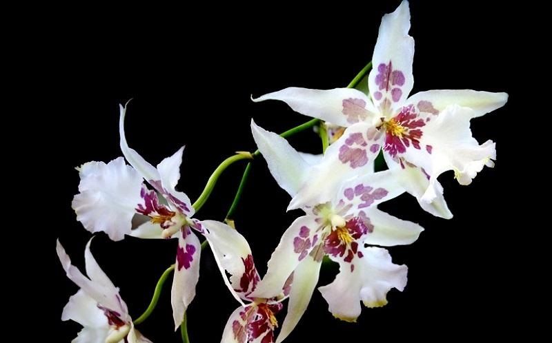 orquídeas odontoglossum