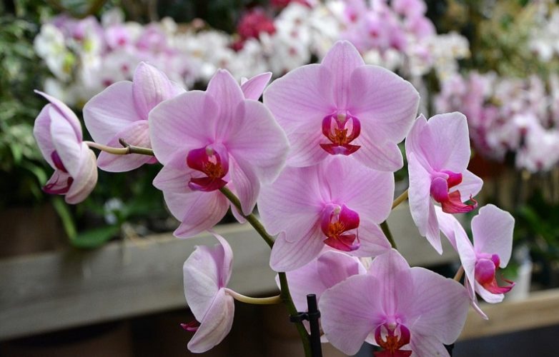 orquidea rosa 1