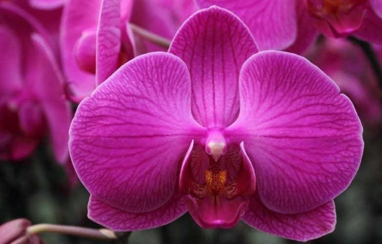 orquídea rosa phalaenopsis