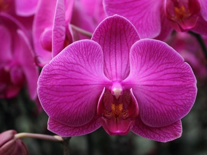 orquídea rosa phalaenopsis