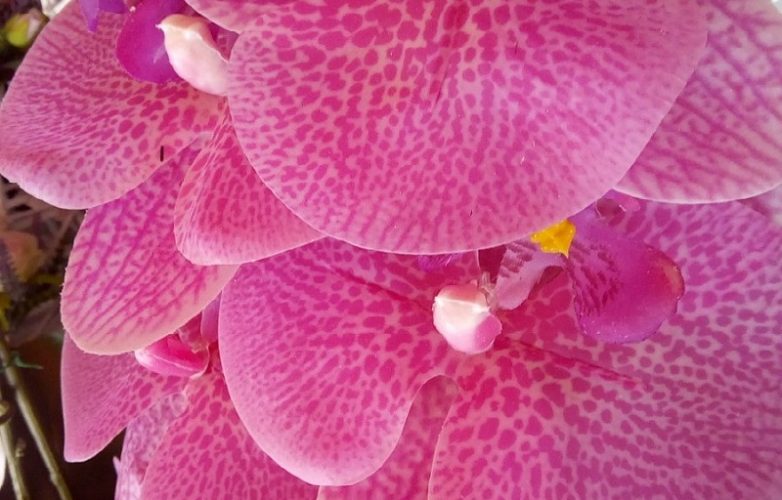 orquídea rosa vanda