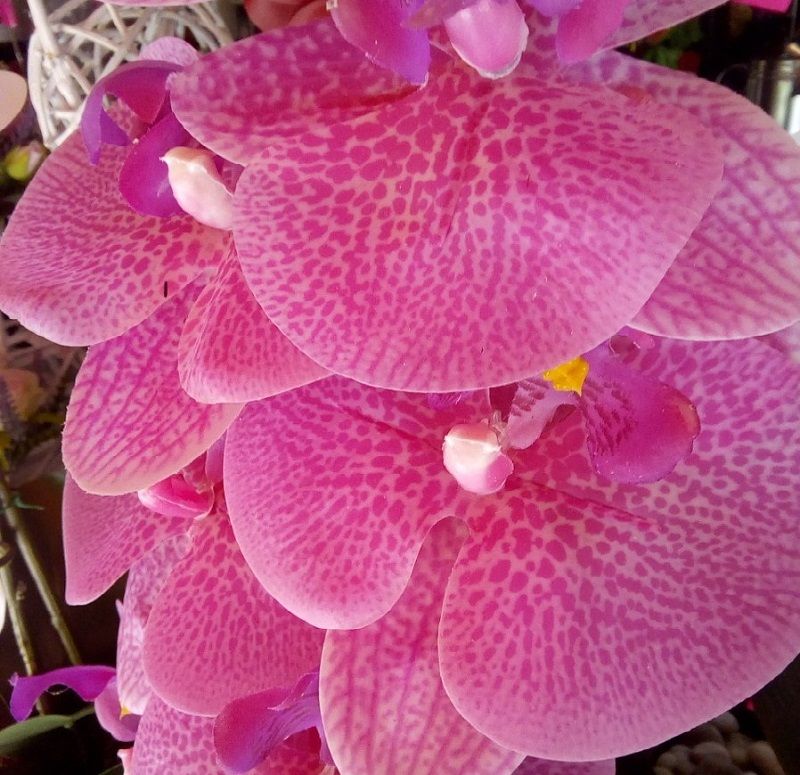 orquídea rosa vanda