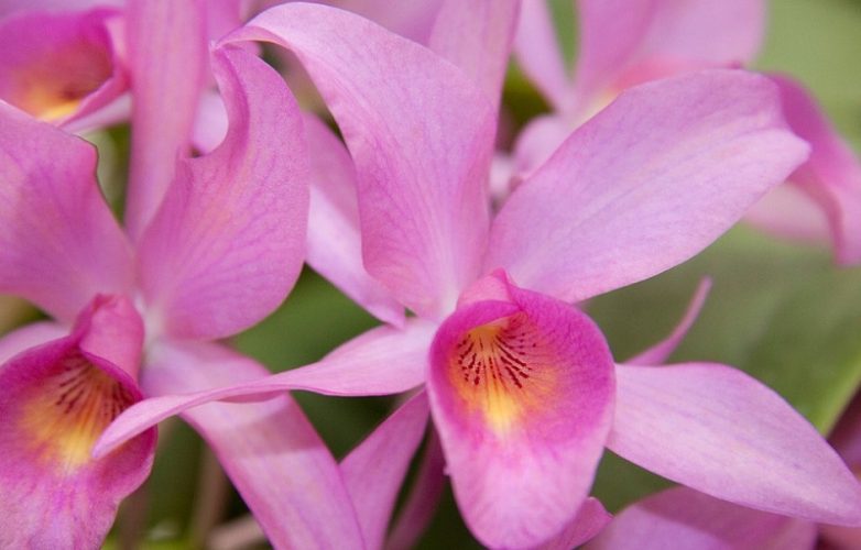 orquídea rosa y amarillo