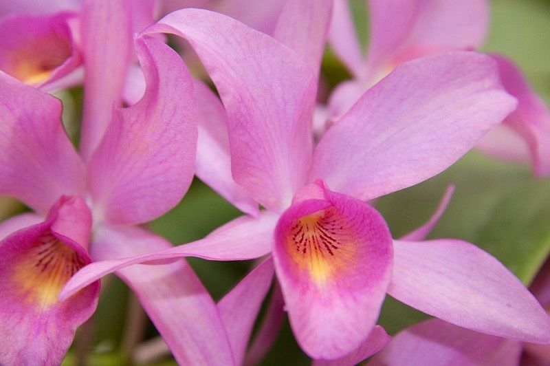 orquídea rosa y amarillo