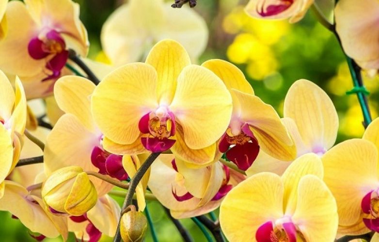 orquídeas amarillas 1