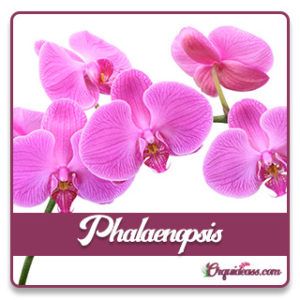 Orquídea Phalaenopsis